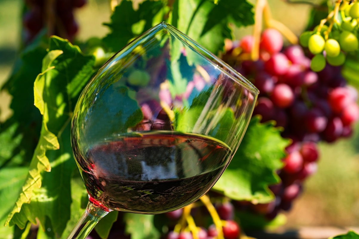 Imagen del curso Curso-Taller de Vinificación: Vive la experiencia de hacer vino